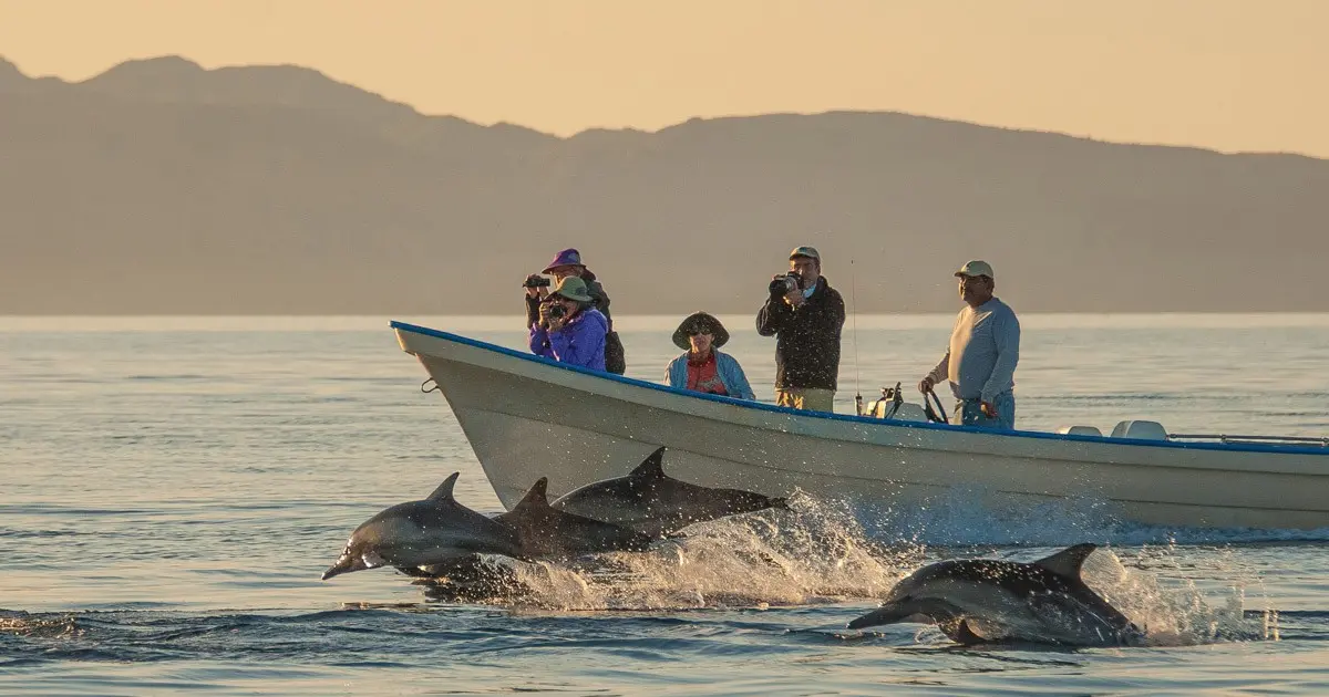 Dolphins leaping beside a panga in the Bay of Loreto
