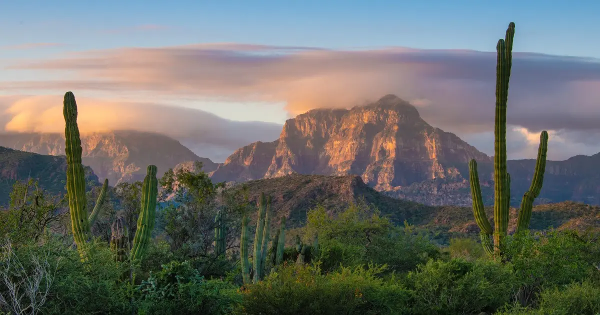 Cardón cacti beneath the Sierra de la Giganta at golden hour