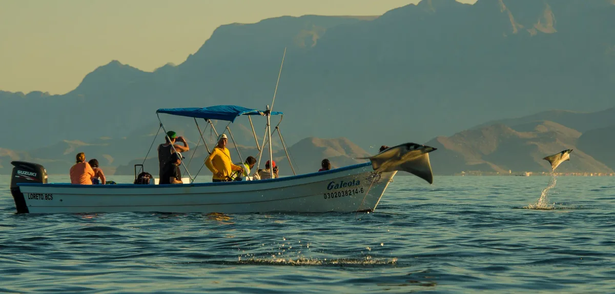 Small boat with jumping manta rays.